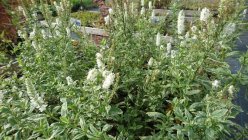 Veronica longifolia 'Charlotte'